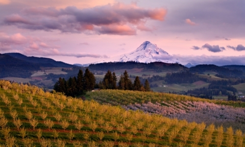 Mount Hood Tourism Orchard