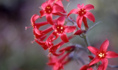 Mount Hood Wildflowers