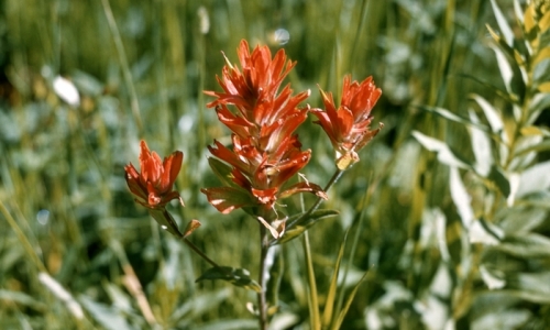 Mount Hood Flowers