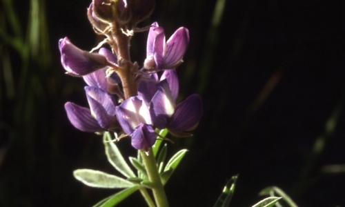 Mount Hood Oregon Flowers