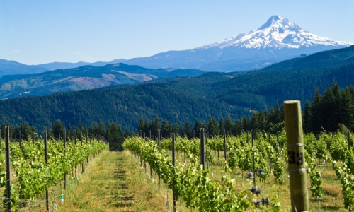 Mount Hood Oregon Vineyard