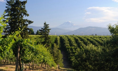 Hood River Oregon Wine Country
