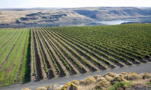 Vineyard Columbia River Gorge