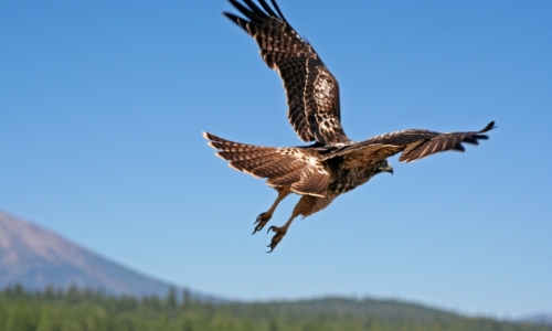 Hood River Oregon Bird Watching