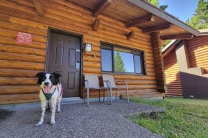 Historic Cooper Spur: A Dog Paradise