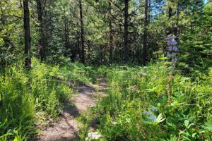 See Mt. Hood Nature at Cooper Spur Resort