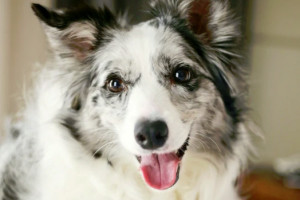 The Rayland Hotel - dog gifts upon check-in