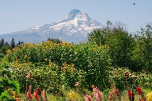 Explore then relax at the Inn of the White Salmon