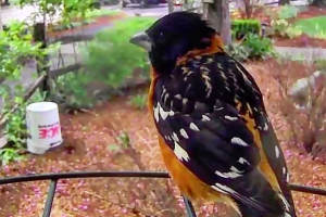 Old Parkdale Inn - bird watching is a passion