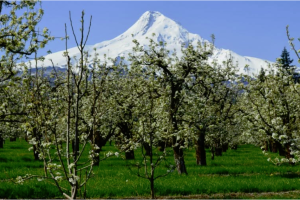 Old Parkdale Inn - Mt. Hood close by