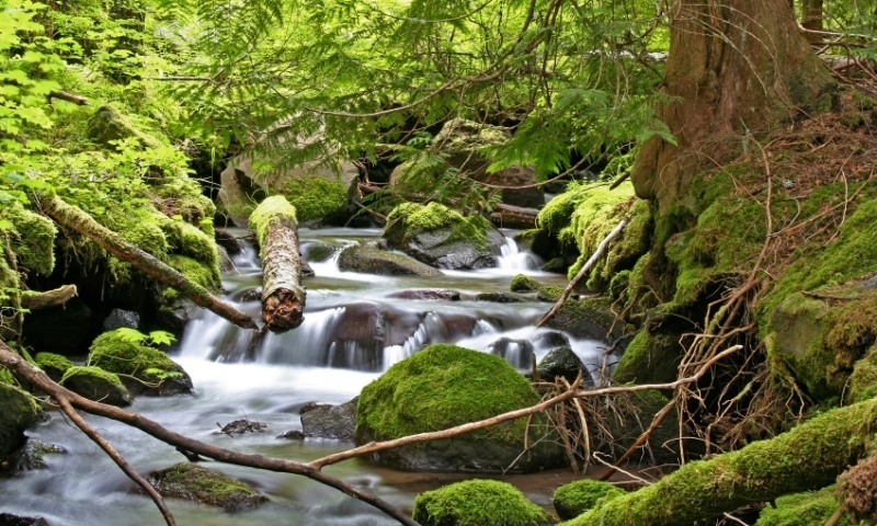Stream running through Mount Hood National Forest