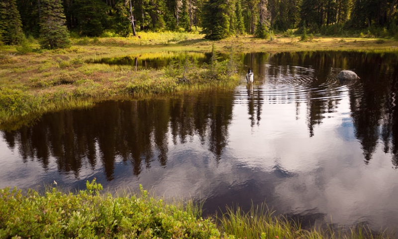 Indian Heaven Wilderness WA