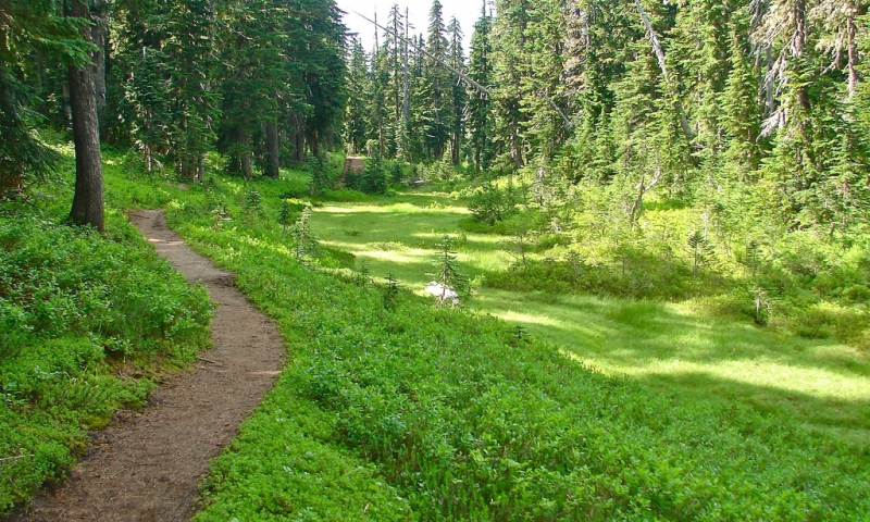 Indian Heaven Wilderness Washington 
