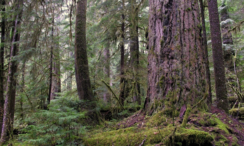 Trapper Creek Wilderness WA