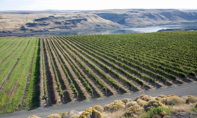 Vineyard along the Columbia River Gorge