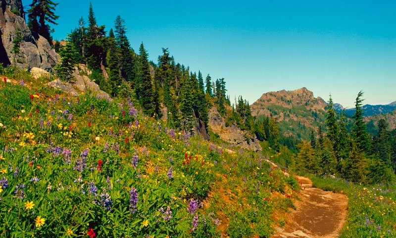 Pacific Crest Trail in Washington